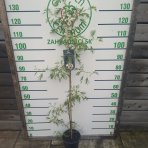 Jelša lepkavá  (Alnus glutinosa) ‘IMPERIALIS’  - výška 100-120 cm, kont. C3L